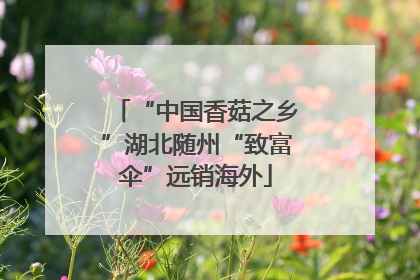 “中国香菇之乡”湖北随州“致富伞”远销海外