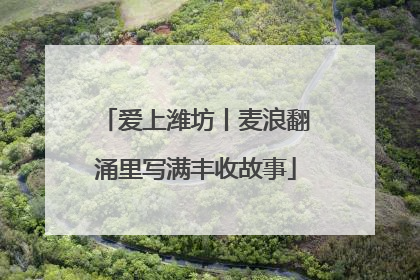 爱上潍坊丨麦浪翻涌里写满丰收故事
