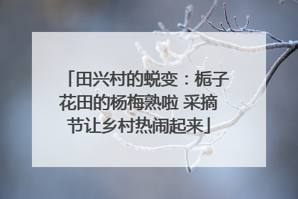 田兴村的蜕变：栀子花田的杨梅熟啦 采摘节让乡村热闹起来