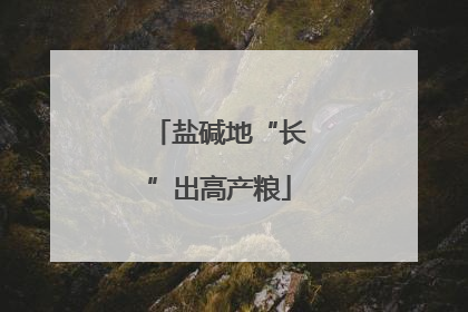 盐碱地“长”出高产粮