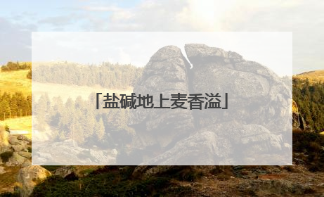 盐碱地上麦香溢