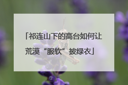 祁连山下的高台如何让荒漠“服软”披绿衣