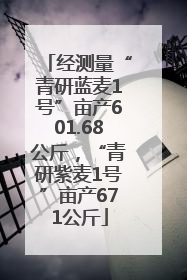经测量“青研蓝麦1号”亩产601.68公斤，“青研紫麦1号”亩产671公斤