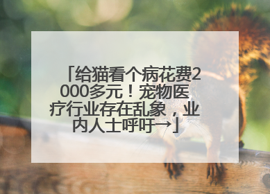 给猫看个病花费2000多元！宠物医疗行业存在乱象，业内人士呼吁→
