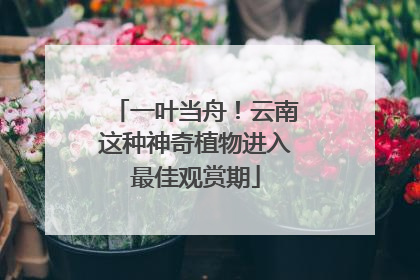 一叶当舟！云南这种神奇植物进入最佳观赏期