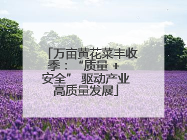 万亩黄花菜丰收季：“质量 + 安全” 驱动产业高质量发展