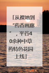 从裸地到“药香画廊”，平谷40余种中草药特色花园上线