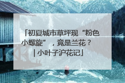 初夏城市草坪现“粉色小螺旋”，竟是兰花？ | 小叶子沪花记