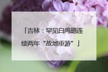 吉林：罕见白鸬鹚连续两年“故地重游”