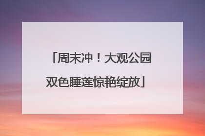 周末冲！大观公园双色睡莲惊艳绽放