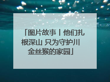 图片故事丨他们扎根深山 只为守护川金丝猴的家园