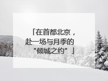在首都北京，赴一场与月季的“倾城之约”
