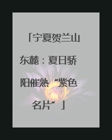 宁夏贺兰山东麓：夏日骄阳催熟“紫色名片”