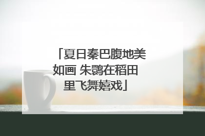 夏日秦巴腹地美如画 朱鹮在稻田里飞舞嬉戏