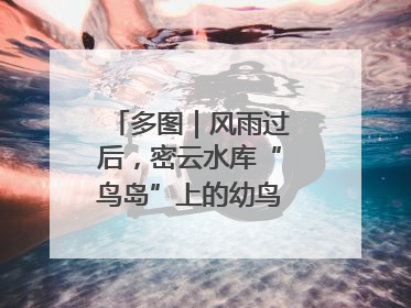 多图｜风雨过后，密云水库“鸟岛”上的幼鸟还好吗？