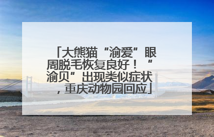 大熊猫“渝爱”眼周脱毛恢复良好！“渝贝”出现类似症状，重庆动物园回应