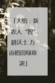大悟：新农人“智”耕沃土 万亩稻田绿意浓