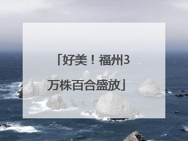 好美！福州3万株百合盛放