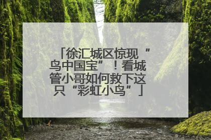 徐汇城区惊现“鸟中国宝”！看城管小哥如何救下这只“彩虹小鸟”