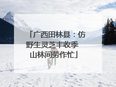广西田林县：仿野生灵芝丰收季 山林间劳作忙