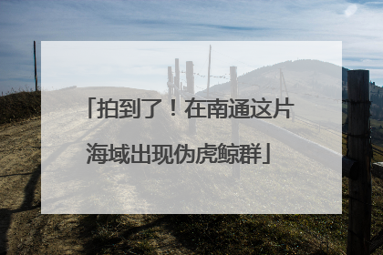 拍到了！在南通这片海域出现伪虎鲸群