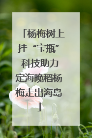 杨梅树上挂“宝瓶” 科技助力定海晚稻杨梅走出海岛