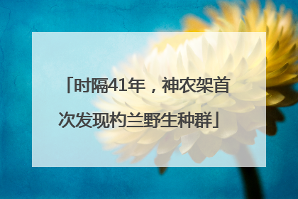 时隔41年，神农架首次发现杓兰野生种群