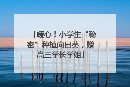 暖心！小学生“秘密”种植向日葵，赠高三学长学姐