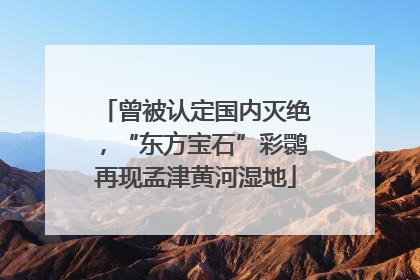 曾被认定国内灭绝，“东方宝石”彩鹮再现孟津黄河湿地