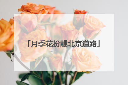 月季花扮靓北京道路