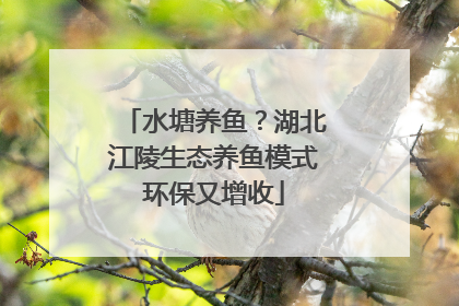 水塘养鱼？湖北江陵生态养鱼模式环保又增收