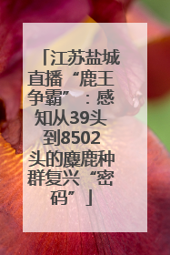 江苏盐城直播“鹿王争霸”：感知从39头到8502头的麋鹿种群复兴“密码”