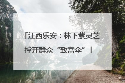 江西乐安：林下紫灵芝撑开群众“致富伞”