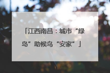 江西南昌：城市“绿岛”助候鸟“安家”