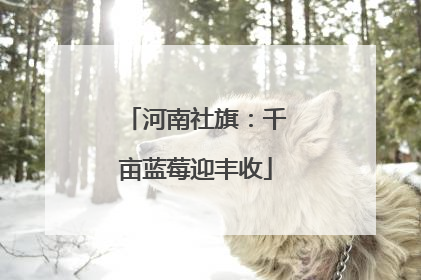 河南社旗：千亩蓝莓迎丰收