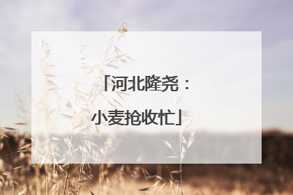 河北隆尧：小麦抢收忙