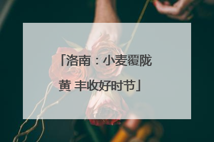洛南：小麦覆陇黄 丰收好时节