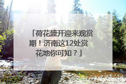 荷花盛开迎来观赏期！济南这12处赏花地你可知？