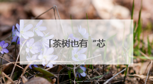 茶树也有“芯片”？守护者是他们……