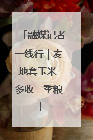 融媒记者一线行｜麦地套玉米 多收一季粮