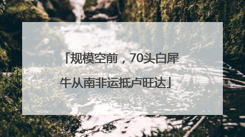 规模空前，70头白犀牛从南非运抵卢旺达