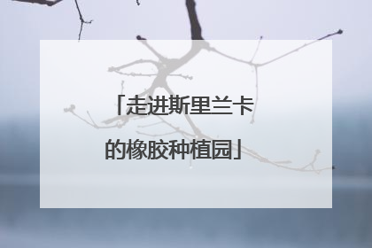 走进斯里兰卡的橡胶种植园