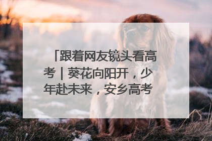 跟着网友镜头看高考｜葵花向阳开，少年赴未来，安乡高考首日的希望图景