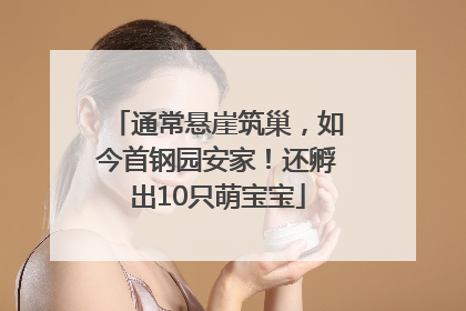 通常悬崖筑巢，如今首钢园安家！还孵出10只萌宝宝