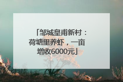 邹城皇甫新村：荷塘里养虾，一亩增收6000元