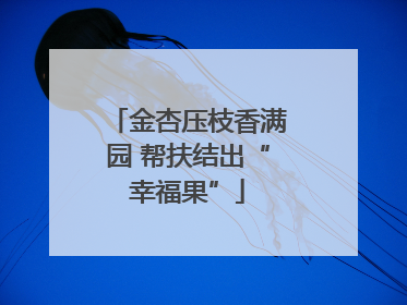 金杏压枝香满园 帮扶结出“幸福果”
