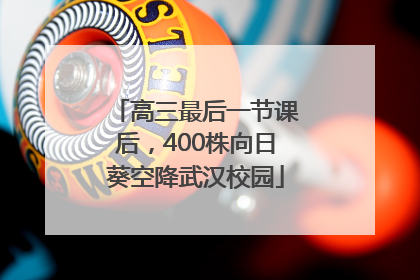 高三最后一节课后，400株向日葵空降武汉校园